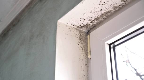 Professional Mold Removal in Deland, FL